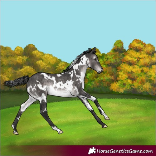 Horse Color:Gray Platinum White Spotted Brown Dun Rabicano 