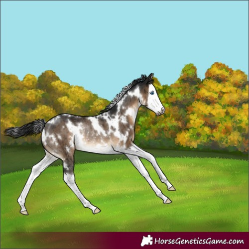 Horse Color:Gray White Spotted Brown Dun Splash Rabicano Brindle