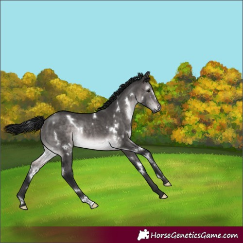 Horse Color:Gray Platinum White Spotted Brown Dun Rabicano 