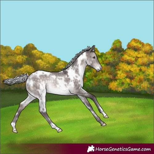 Horse Color:Platinum White Spotted Silver Brown Dun Rabicano 