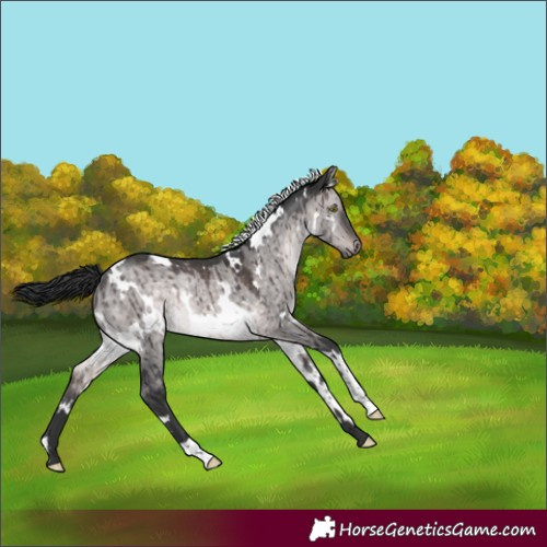 Horse Color:Platinum White Spotted Brown Dun Rabicano Brindle 