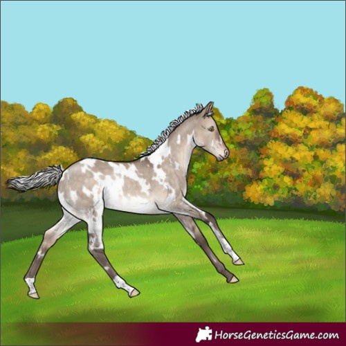 Horse Color:White Spotted Silver Brown Dun Rabicano 