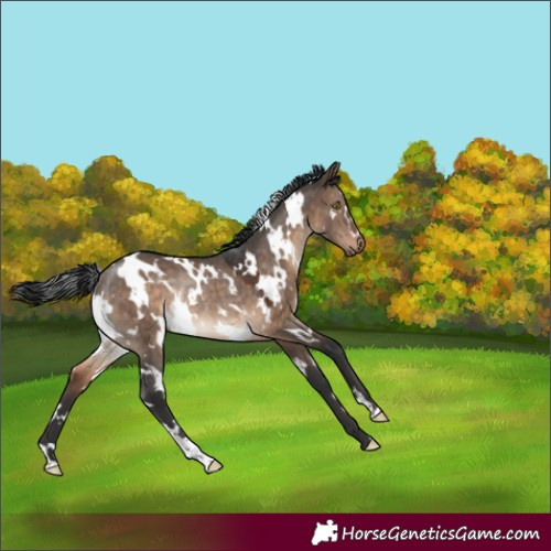 Horse Color:White Spotted Brown Dun Rabicano