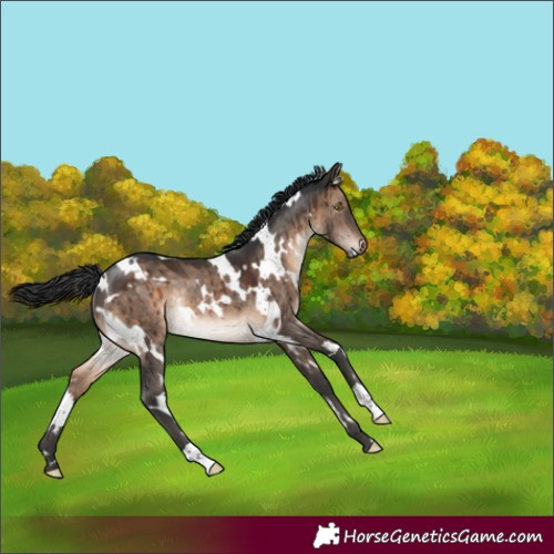 Horse Color:White Spotted Brown Dun Rabicano Brindle 