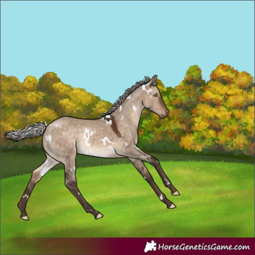 Horse Color:White Spotted Silver Brown Dun Rabicano 