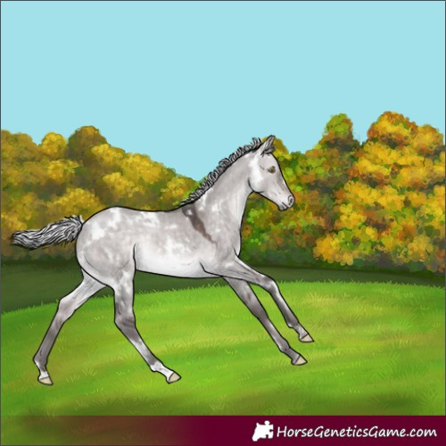 Horse Color:Platinum White Spotted Silver Brown Dun Rabicano