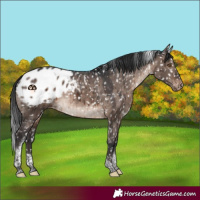 Horse Color:Brown Dun Mushroom Tobiano Appaloosa Rabicano Brindle 