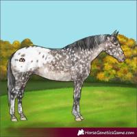 Horse Color:Brown Dun Mushroom Tobiano Blanket Rabicano Brindle 