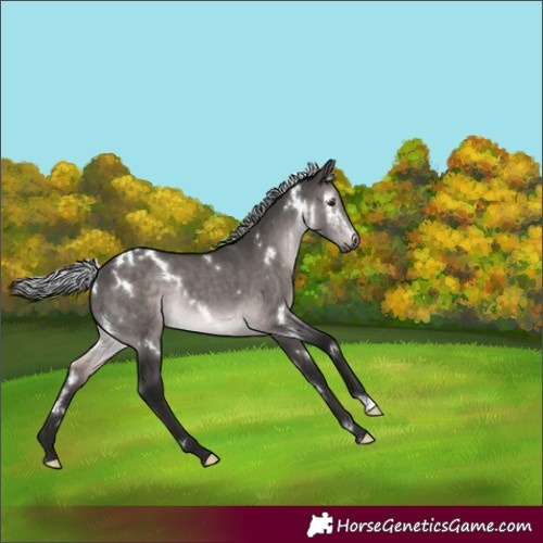Horse Color:Gray Platinum White Spotted Silver Brown Dun Rabicano