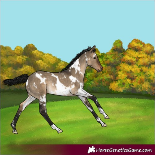 Horse Color:Gray White Spotted Brown Dun Rabicano