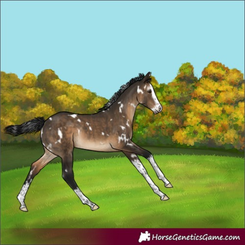 Horse Color:Gray White Spotted Brown Dun Splash Rabicano