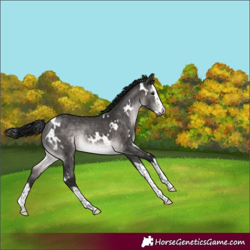 Horse Color:Gray Platinum White Spotted Brown Dun Splash Rabicano Brindle