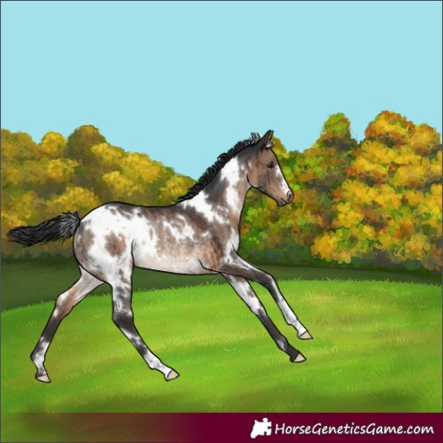Horse Color:White Spotted Brown Dun Rabicano Brindle 