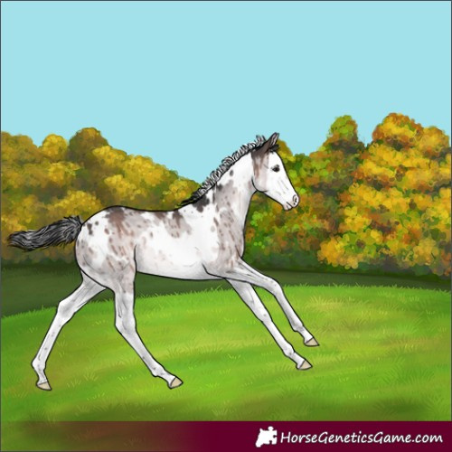Horse Color:Platinum White Spotted Brown Dun Splash Rabicano Brindle 