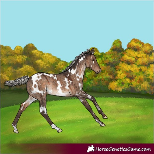 Horse Color:White Spotted Silver Brown Dun Rabicano Brindle 