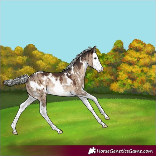 Horse Color:White Spotted Silver Brown Dun Splash Rabicano Brindle