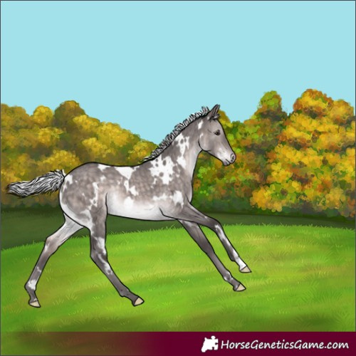 Horse Color:Platinum White Spotted Silver Brown Dun Rabicano Brindle