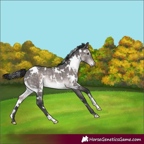 Horse Color:Platinum White Spotted Brown Dun Rabicano Brindle