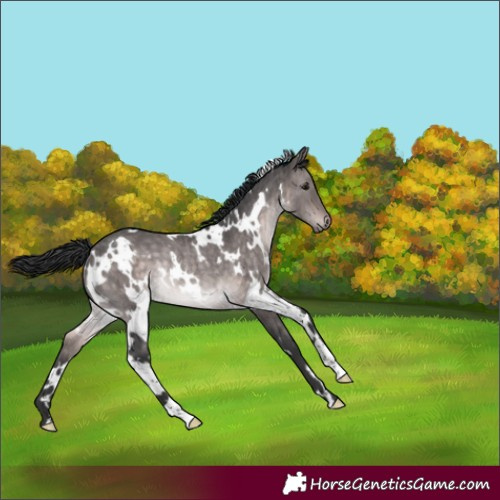 Horse Color:Platinum White Spotted Brown Dun Rabicano Brindle