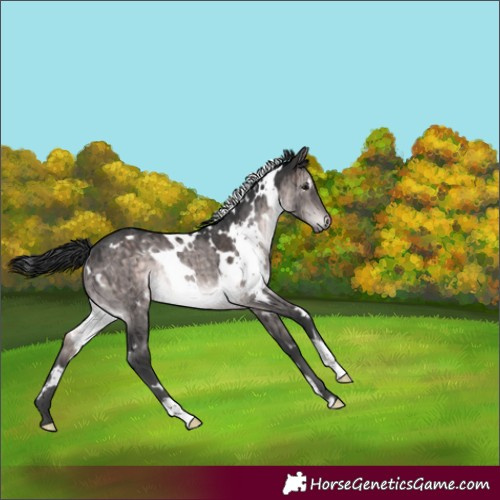 Horse Color:Platinum White Spotted Brown Dun Rabicano Brindle 