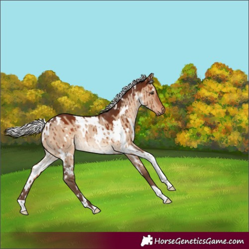 Horse Color:White Spotted Silver Brown Dun Rabicano Brindle 