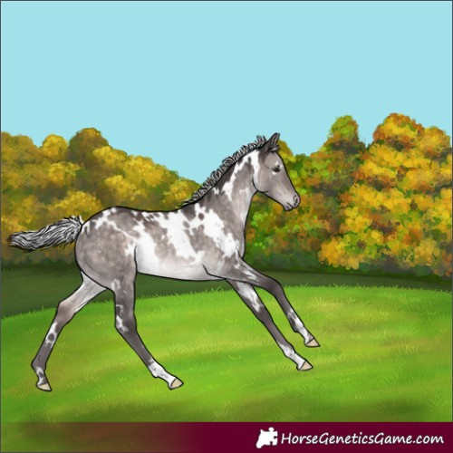 Horse Color:Platinum White Spotted Silver Brown Dun Rabicano 