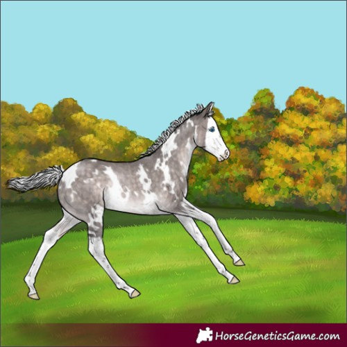 Horse Color:Platinum White Spotted Silver Brown Dun Splash Rabicano
