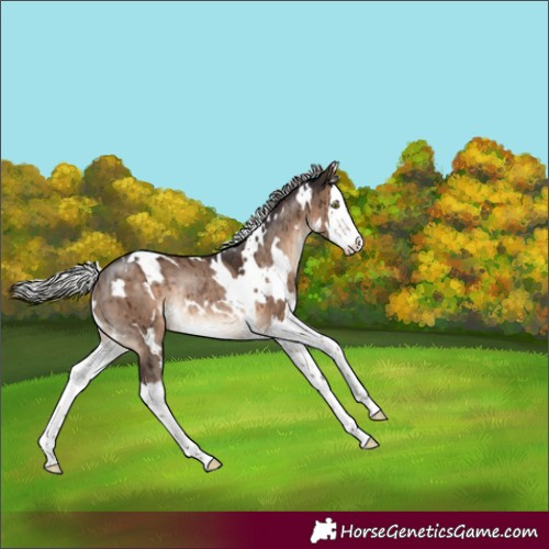 Horse Color:White Spotted Silver Brown Dun Splash Rabicano Brindle