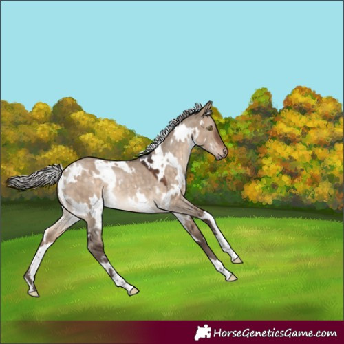 Horse Color:White Spotted Silver Brown Dun Rabicano 
