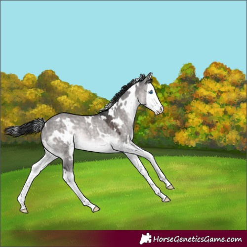 Horse Color:Platinum White Spotted Brown Dun Splash Rabicano 