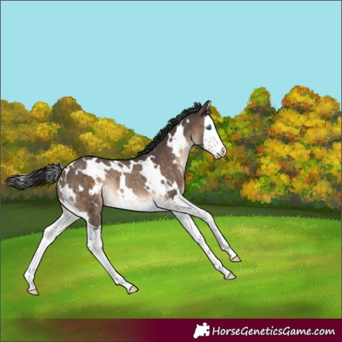 Horse Color:White Spotted Brown Dun Splash Rabicano