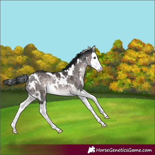 Horse Color:Platinum White Spotted Brown Dun Splash Rabicano Brindle