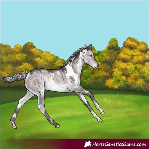 Horse Color:Platinum White Spotted Silver Brown Dun Rabicano Brindle 