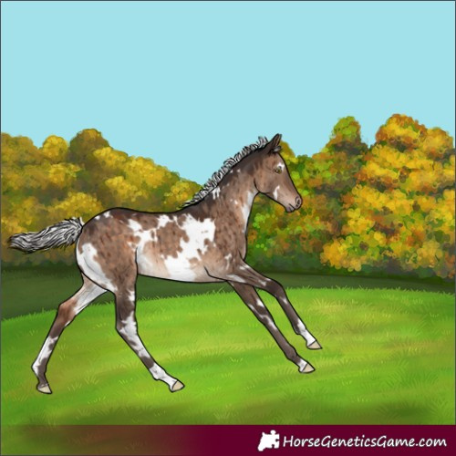Horse Color:White Spotted Silver Brown Dun Rabicano Brindle