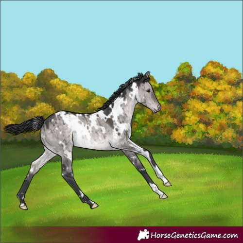 Horse Color:Platinum White Spotted Brown Dun Rabicano Brindle 