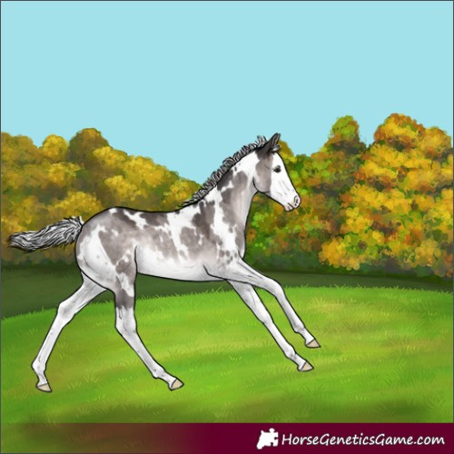 Horse Color:Platinum White Spotted Silver Brown Dun Splash Rabicano 