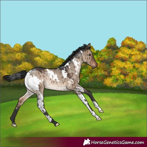 Horse Color:White Spotted Brown Dun Rabicano Brindle