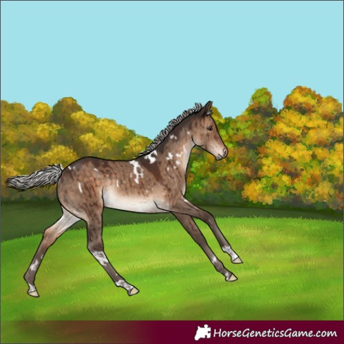 Horse Color:White Spotted Silver Brown Dun Rabicano Brindle