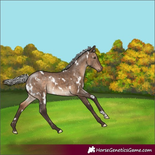 Horse Color:White Spotted Silver Brown Dun Rabicano Brindle