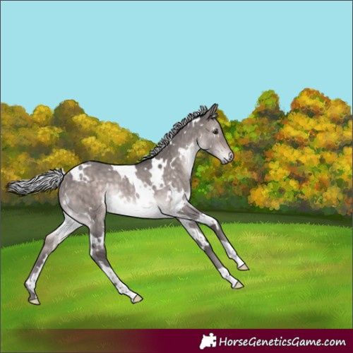 Horse Color:Platinum White Spotted Silver Brown Dun Rabicano Brindle 