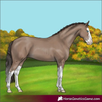 Horse Color:Classic Champagne Splash
