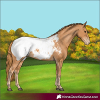 Horse Color:Chestnut Appaloosa 