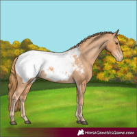 Horse Color:Chestnut Appaloosa