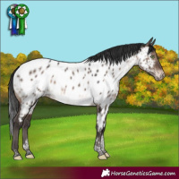 Horse Color:Brown Dun Mushroom Tobiano Appaloosa Brindle