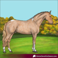 Horse Color:Red Roan Tobiano 