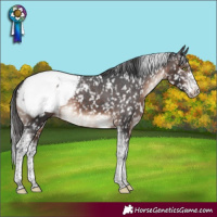 Horse Color:Brown Mushroom Sabino Tobiano Appaloosa 