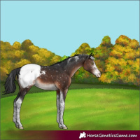 Horse Color:Brown Mushroom Sabino Tobiano Appaloosa 