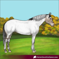 Horse Color:Brown Dun Tobiano Appaloosa Rabicano Brindle