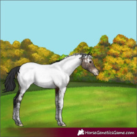 Horse Color:Brown Dun Tobiano Appaloosa Rabicano Brindle 