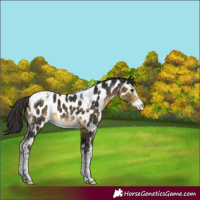 Horse Color:Buckskin Sabino Tobiano Appaloosa